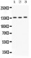 Anti-Integrin Alpha 1 Antibody